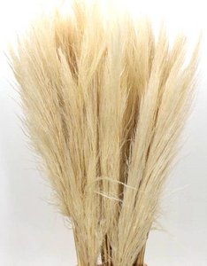 Cortaderia pampas grass, dried, approx. 115cm, bleached white
