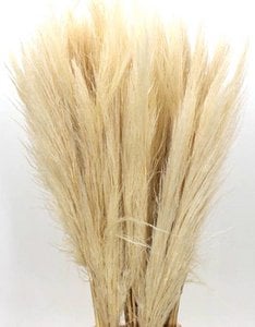 Cortaderia pampas grass, dried, approx. 115cm, bleached white