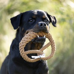 Britta Brezel - juguete de culto para perros