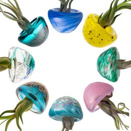 Kit de inicio JELILY (Colori Surtido + Pianta Tillandsia)