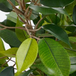 Kunstplant Ficus natasja Groen