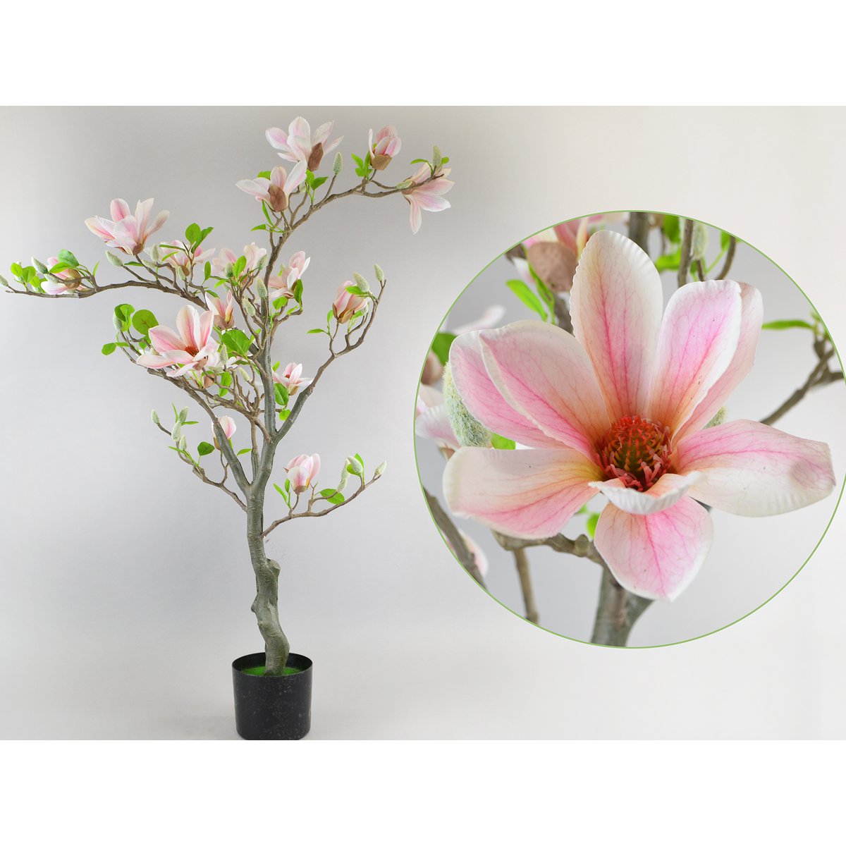 Magnolia Tree, 120 cm, hvid-lyserød
