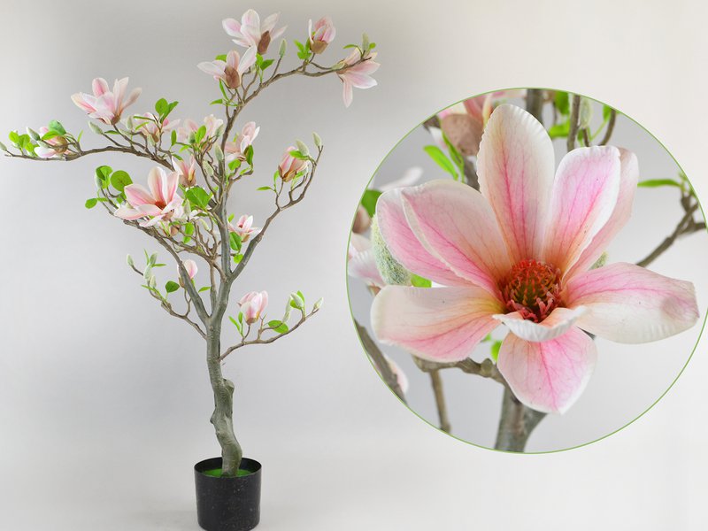 Magnolia tree, 120cm, white-pink