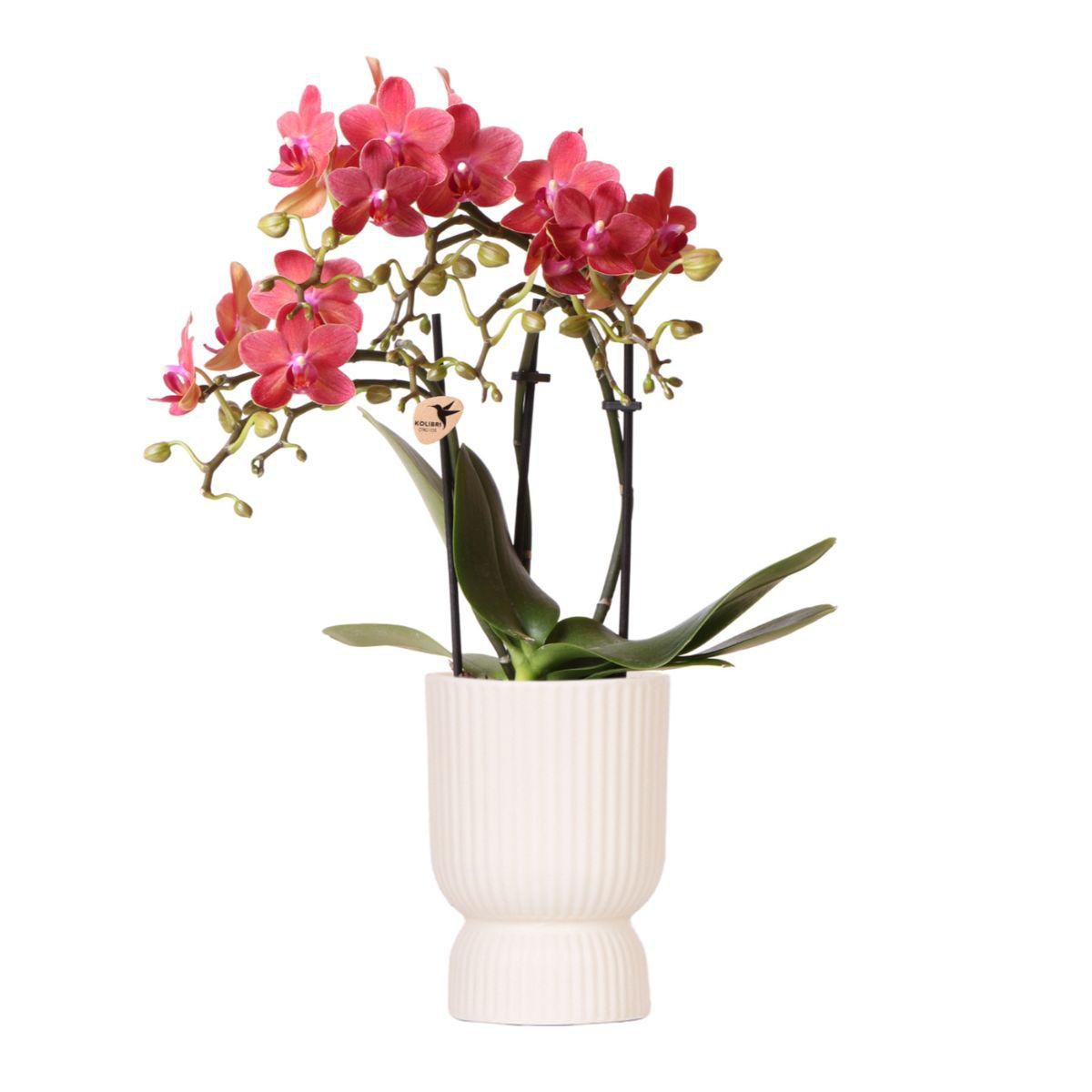 Hummingbird Orchids | red Phalaenopsis orchid - Congo + Diabolo