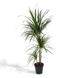 Tall, lush green Dracaena Marginata plant with long, slender leaves in a black pot.