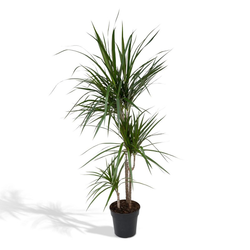 Dracaena Marginata - Dragon Tree - Ø21cm - ↕115cm