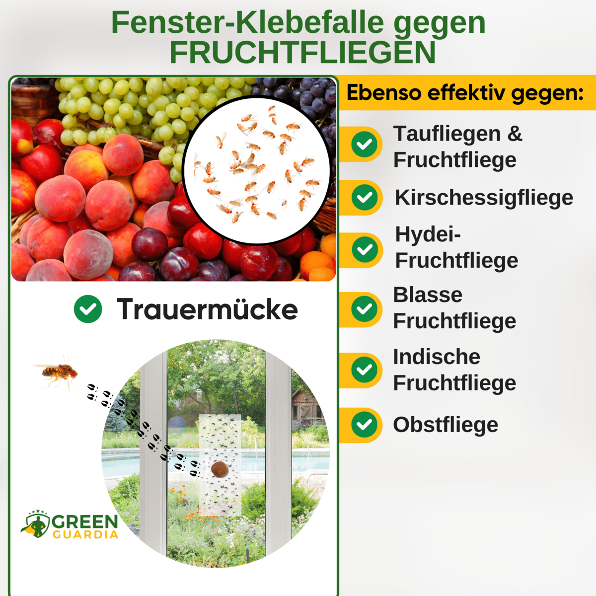 Piège de fenêtre pour mouches des fruits