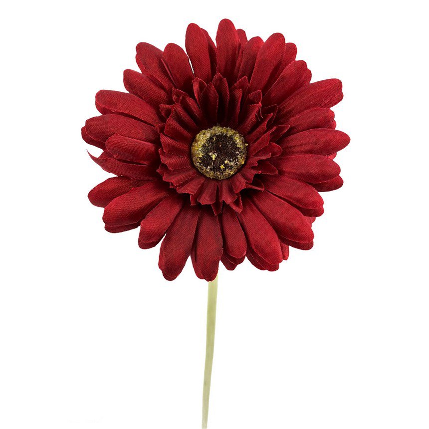 Gerbera X1 Bordeaux 60cm(10cm)