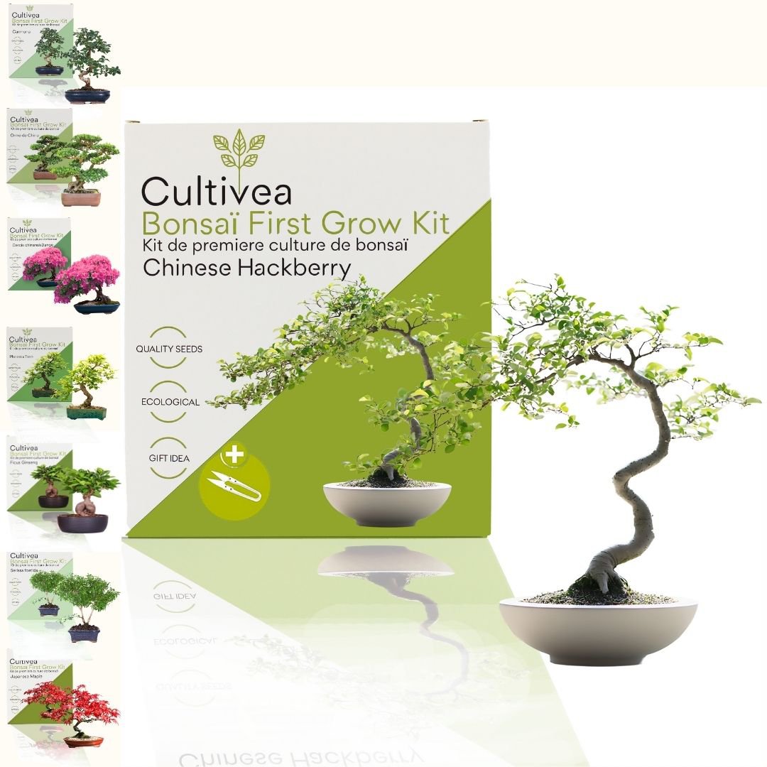 Cultivea - Kit First Bonsai - Kit de première culture de bonsaï avec accessoires | Idée cadeau Originale