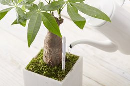 SUStée EINZELPACKUNG MITTELWEIß