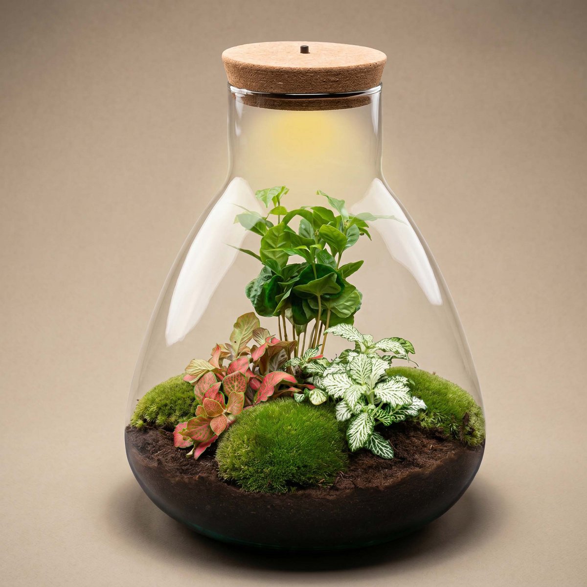 Zestaw do samodzielnego wykonania terrarium - Kawa Sam ze światłem - Ogród butelkowy - ↑ 30 cm
