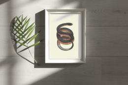 Snake
