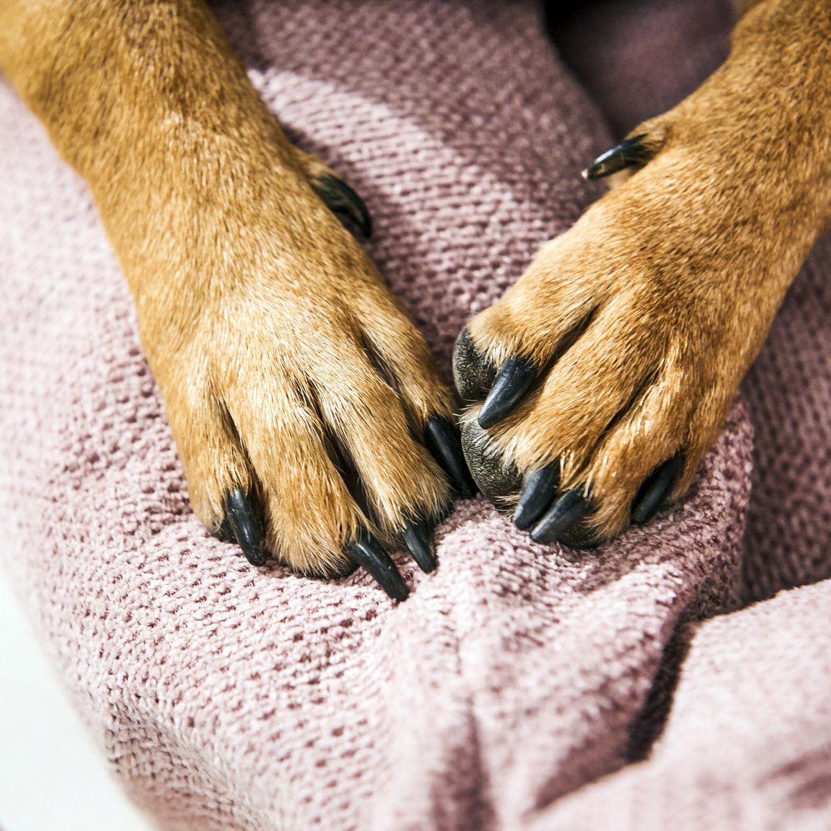 TUDOR ORTHO | Premium Orthopedic Dog Bed