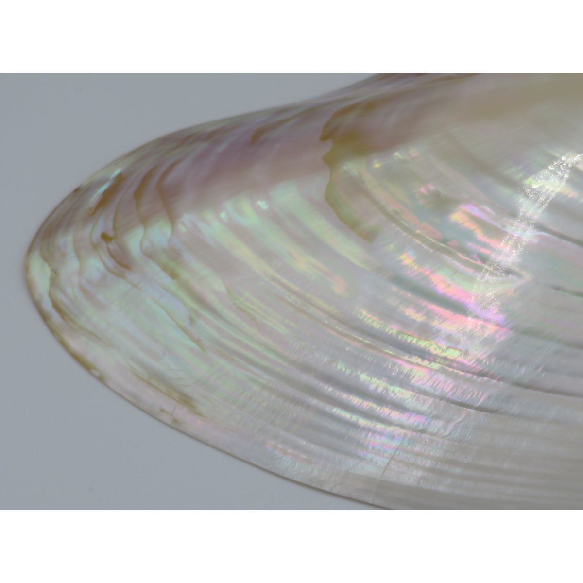 Mother-of-pearl shell - Kupang 20-22 cm