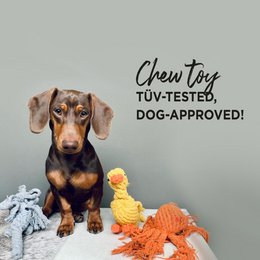 Tapsi - cult toy for dogs