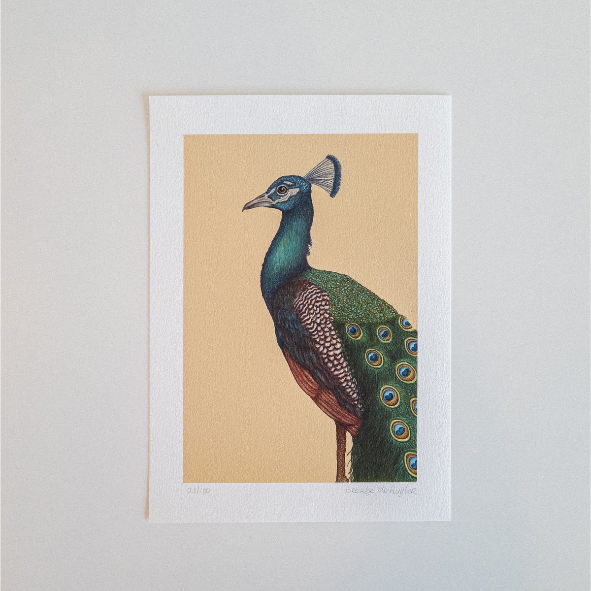 Fine art print A PROUD PEACOCK