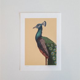 Fine art print A PROUD PEACOCK