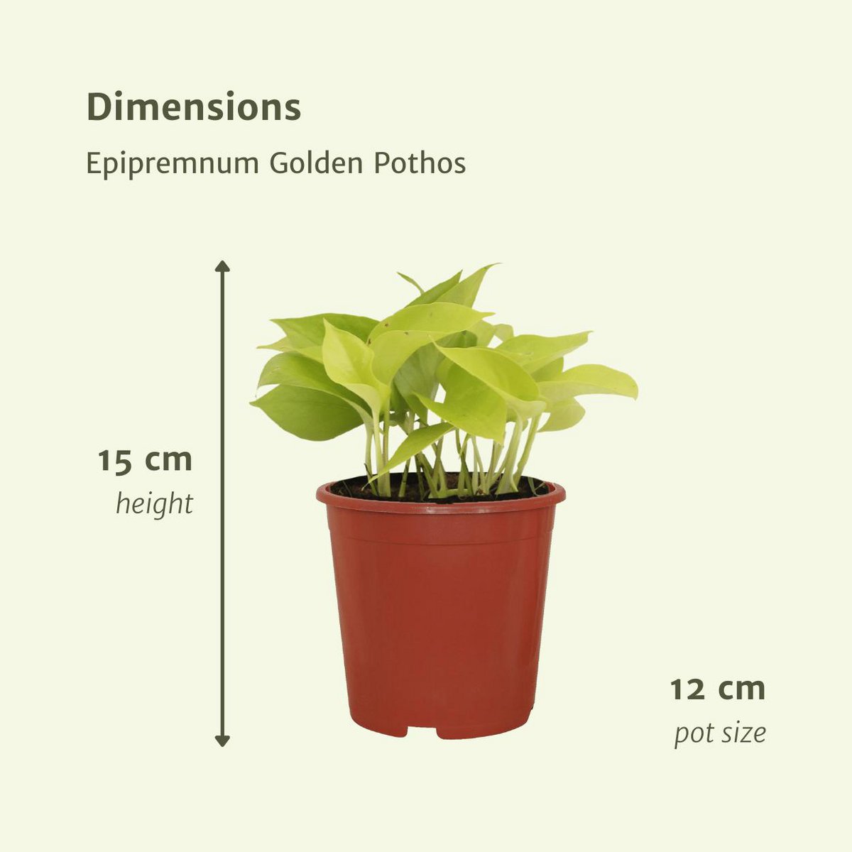 Epipremnum Golden Pothos - 4 pieces - ø12cm - ↕15cm