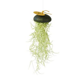 A hanging air plant in a black sea urchin-shaped container. The plant has long, wispy green leaves that cascade down from the container. A small golden butterfly-like insect is perched on top of the plant.