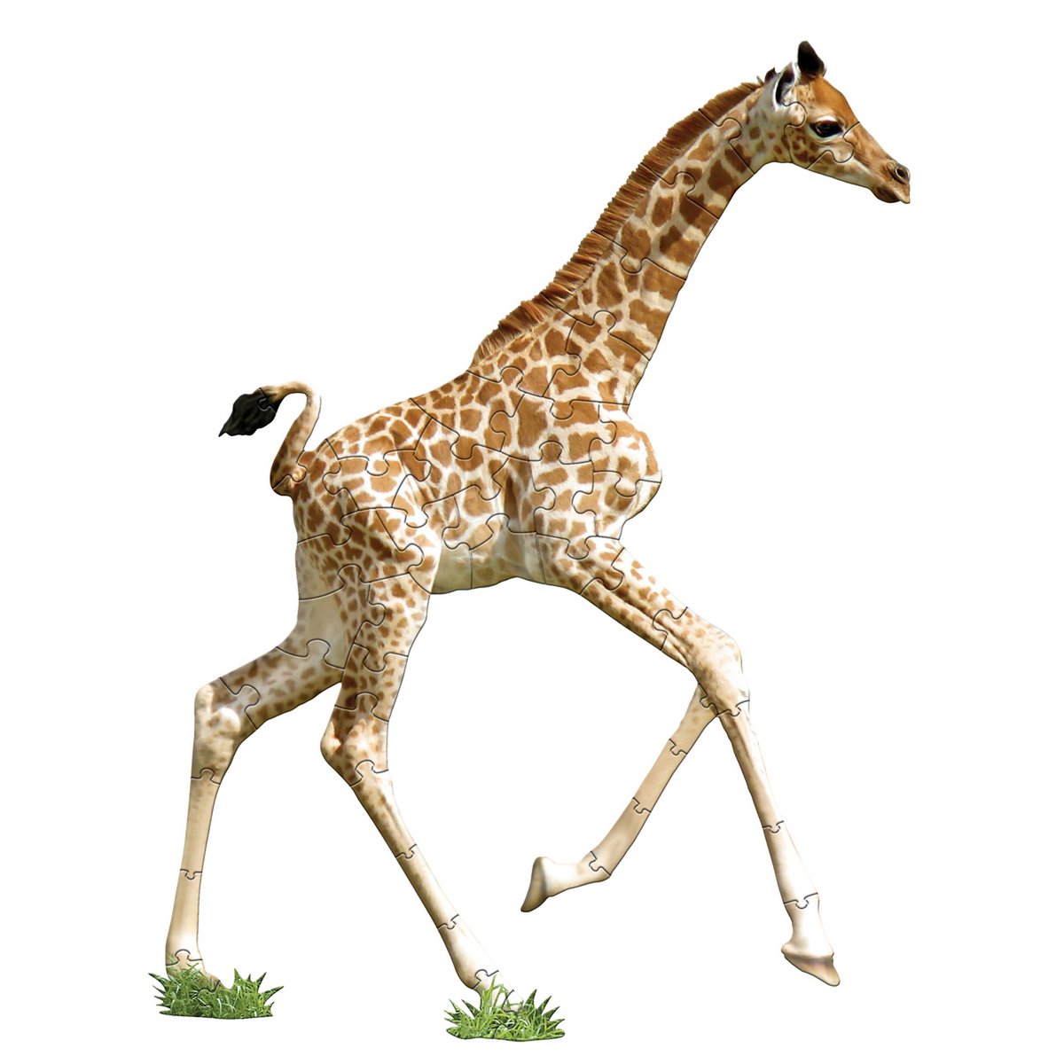 I Am Lil' - Giraffe