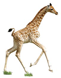 A tall, slender giraffe with a spotted pattern walks across a grassy field. The giraffe has a long neck and legs, and its coloring is a mix of light and dark brown spots.