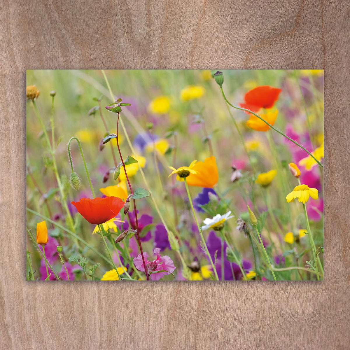Postkort, postkort, 0564 Wildlower Wiese Mohn Flowers Spring