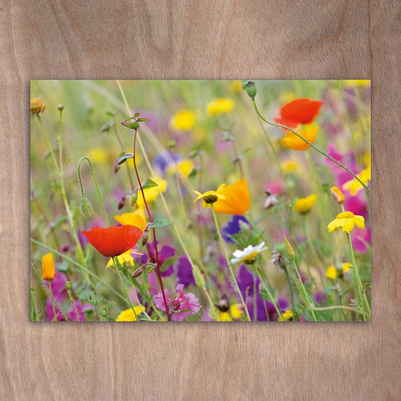 Postkort, postkort, 0564 Wildlower Wiese Mohn Flowers Spring