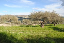 ITALIA | SICILIA | FLAVOURED Extra Virgin Olive Oil | CHILLY PEPPER | 250 ml