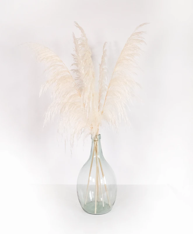 Hierba de la Pampa, Preservada, Blanca +/- 80cm, 1 tallo