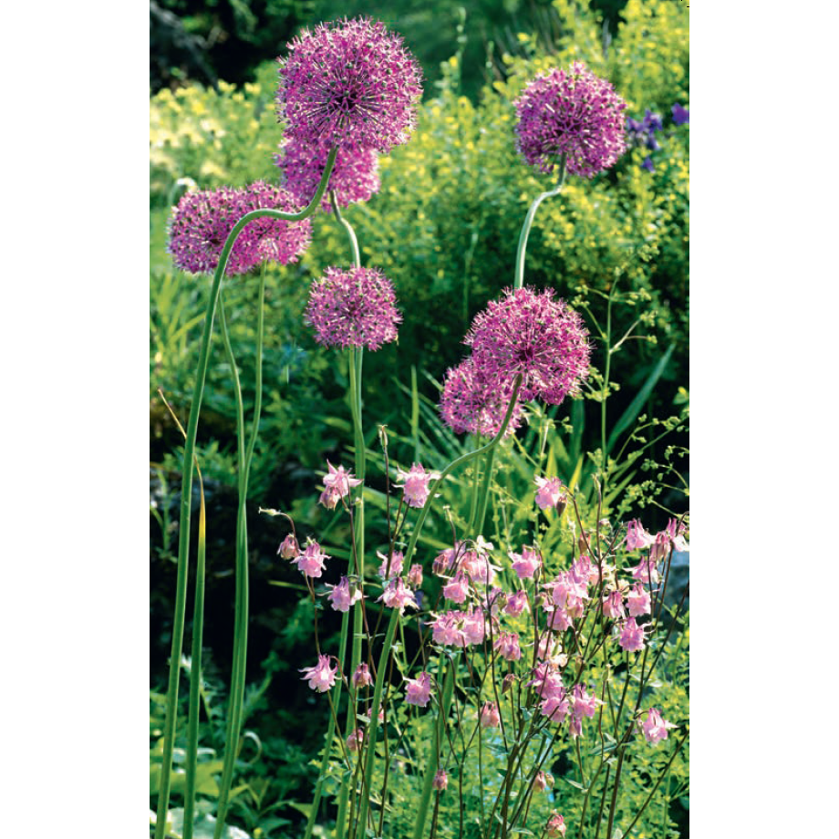 Stauder i haven. Designideer til evigt blomstrende bede