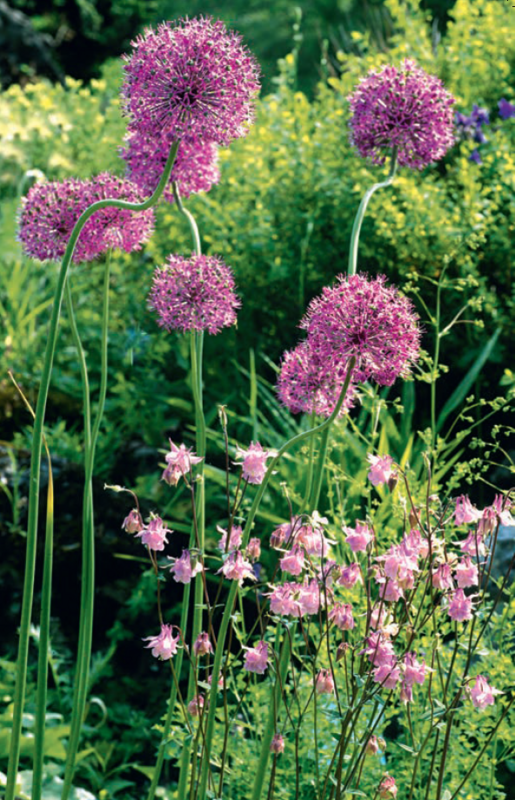 Stauder i haven. Designideer til evigt blomstrende bede