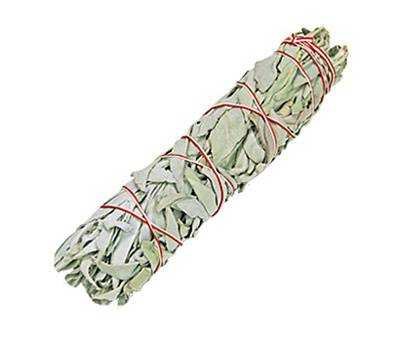Medium White Sage for Cleansing 15-17 cm