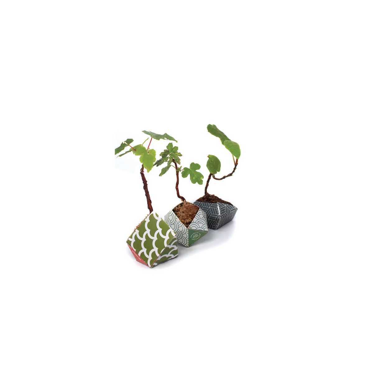 Kit Urban Jungle - Colección japonesa