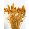 Phalaris, ca. 150g, ca. 60-70cm, mosterdgeel