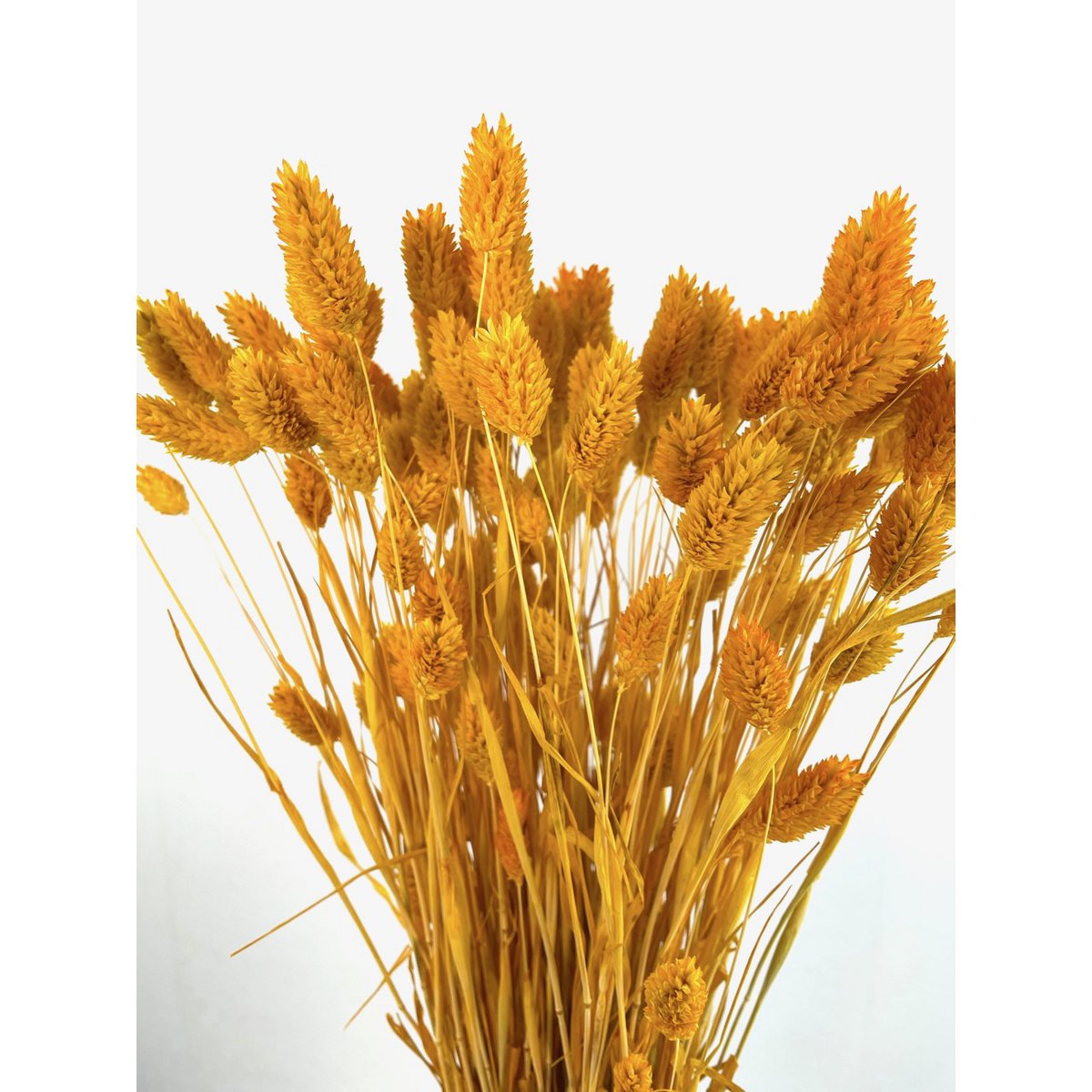 Phalaris, ok 150g, ok 60-70cm, musztarda żółta