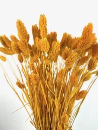 Phalaris, ok 150g, ok 60-70cm, musztarda żółta