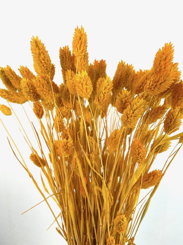 Phalaris, ok 150g, ok 60-70cm, musztarda żółta