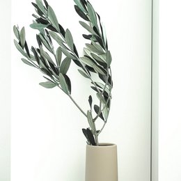 Preserved olive branches green from Italy
