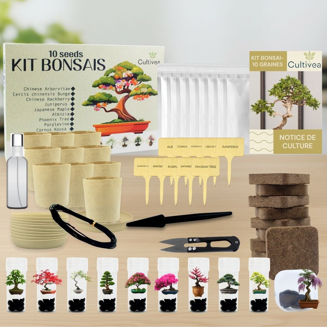 CULTIVEA® Kit of 10 Bonsai to Plant – Complete Box with Seeds, Pots, Tools & Instructions – Easy Indoor Planting Kit – Gardening Gift Idea | Made In France