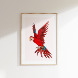 A vibrant, red parrot in flight with outstretched wings, captured in a fine art print. The image showcases the bird's striking plumage and dynamic movement.