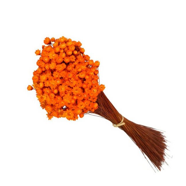 Glixia Mini-Sternblumen