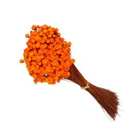 Glixia mini star flowers