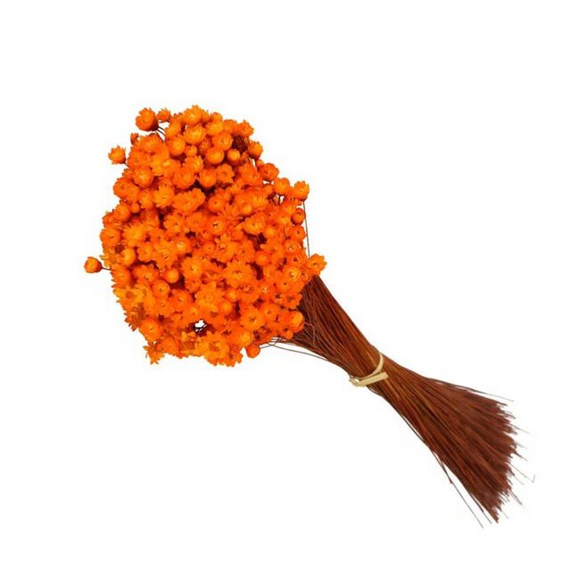 Glixia mini star flowers
