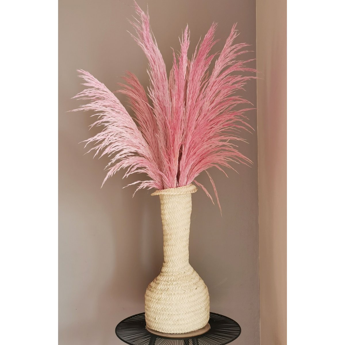 Pampas Magenta, stabilizowany, +/- 80cm, 1 łodyga