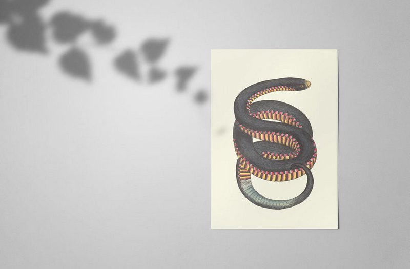 Snake