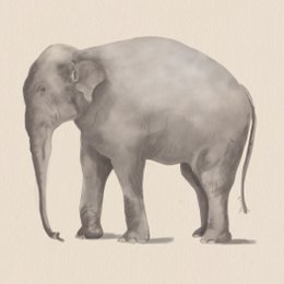 Elefante Póster