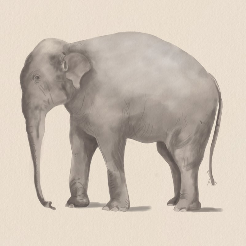 Elefante Póster