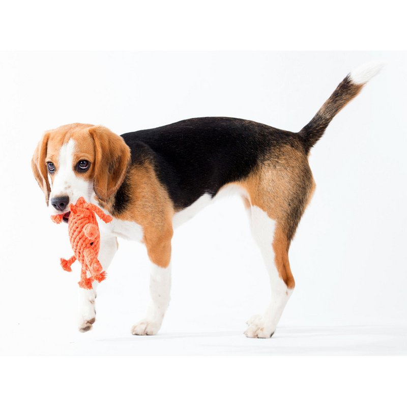Kristof Krabbe - cult toy for dogs