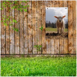 Gartenposter Lamm
