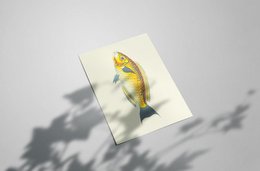 Yellow Fish